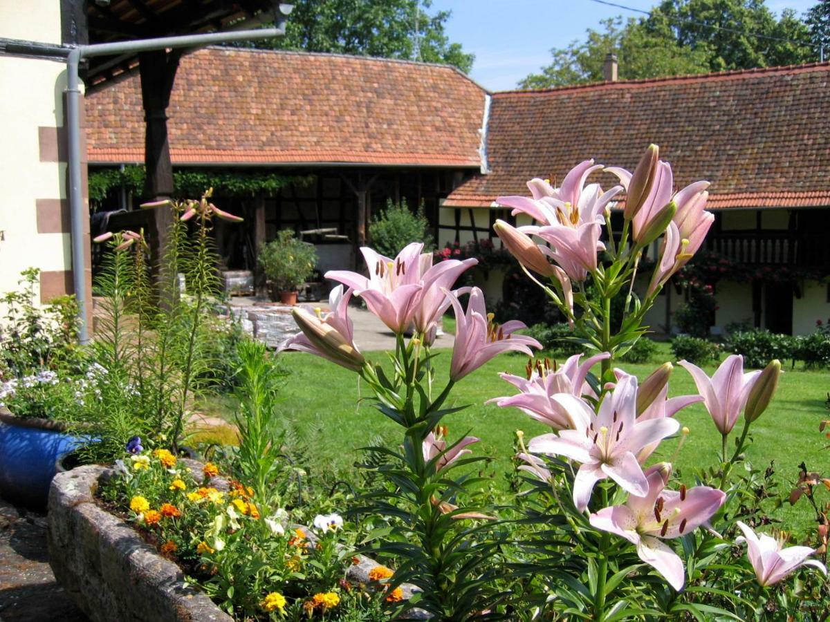 Le gîte des écureuils Schalkendorf Exterior foto